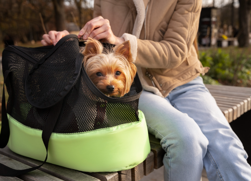 Dog Friendly Co Review: Premium Accessories for Every Dog